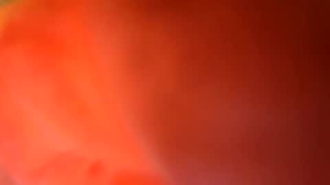 24cockrings online show from 05.17.26