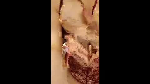 954girl online show from 04.18.26