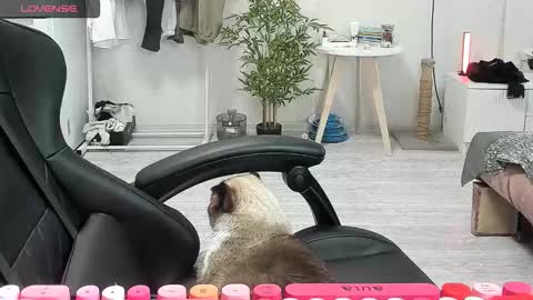 Alis online show from 12.15.25