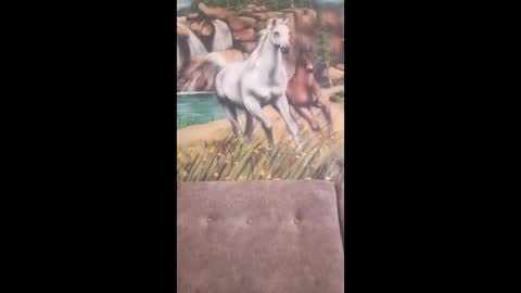 albina online show from 02.16.26