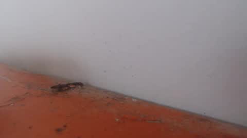 Alexamdergal online show from 11.24.25