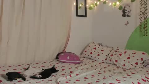           online show from 12.29.24