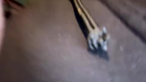 Snapshot of amature59 chatting on 01.17.25 Jamesy online show from 01.17.25