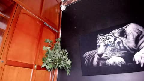 Anahi online show from 02.22.25