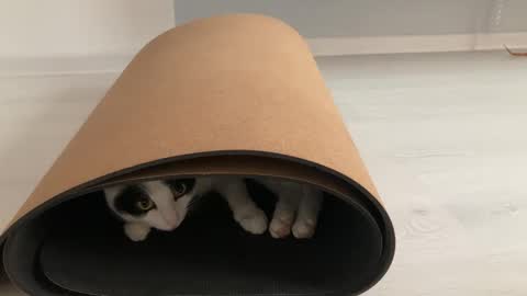 N  antics online show from 10.12.25