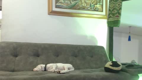 Hadez online show from 02.08.25