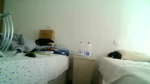 Snapshot of apixaba chatting on 03.11.25 furry bear online show from 03.11.25