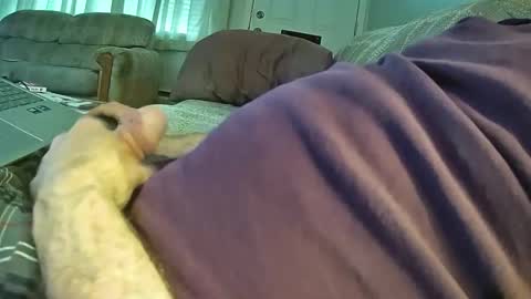 bcema2 online show from 10.24.25