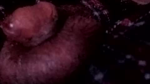 bcfalcon69 online show from 04.12.26