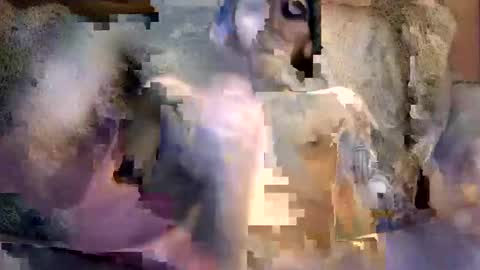 Snapshot of bigwytecock1979 chatting on 12.05.24 bigwytecock1979 online show from 12.05.24