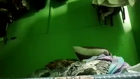 bonglego2024 online show from 10.11.25