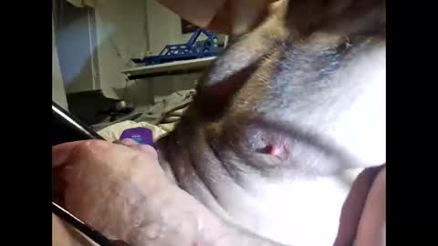 bonop1 online show from 03.19.26