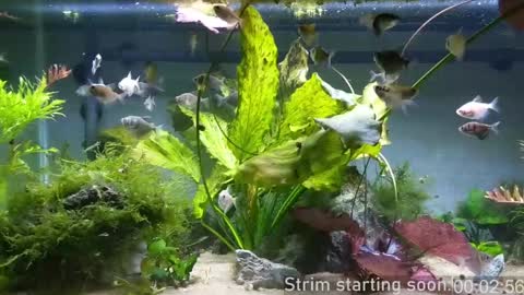 Booker Baxton online show from 12.20.24