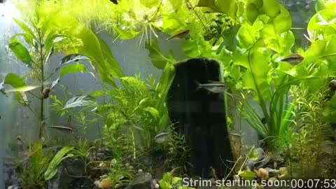 Booker Baxton online show from 01.08.25