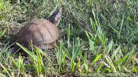 Booker Baxton online show from 01.11.25