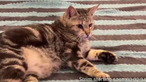 Booker Baxton online show from 02.22.25