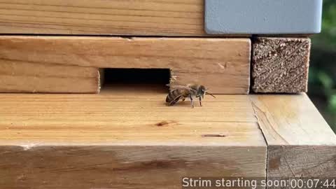 Booker Baxton online show from 10.02.25