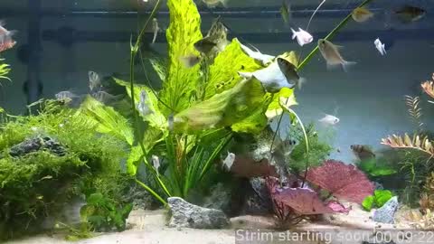 Booker Baxton online show from 12.03.25