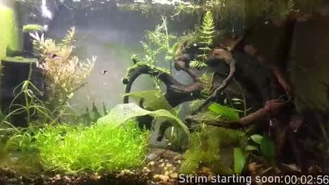 Booker Baxton online show from 02.13.26