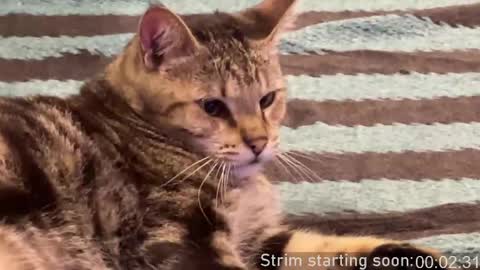 Booker Baxton online show from 04.10.26