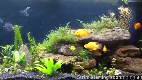 Booker Baxton online show from 04.11.26