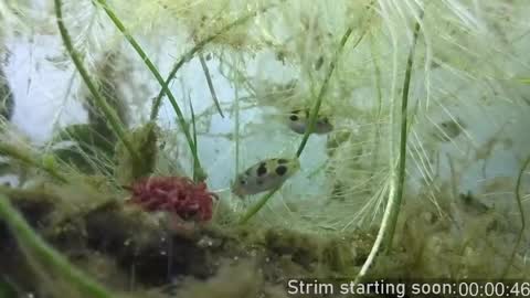 Booker Baxton online show from 04.18.26