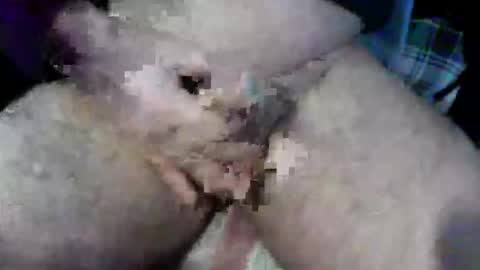 bossram160 online show from 10.09.25