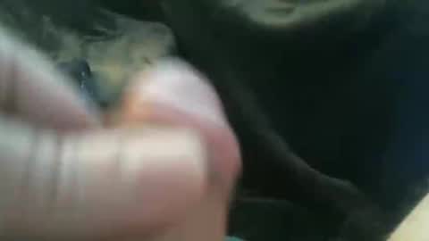 bullemoe online show from 10.27.25