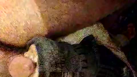 catdaddy179057 online show from 03.01.26