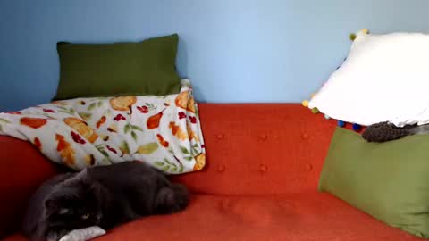 Chelsea online show from 09.23.25