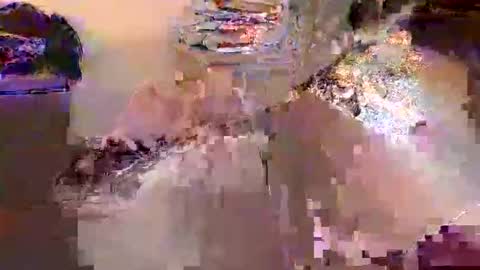 dafo1980 online show from 04.17.26