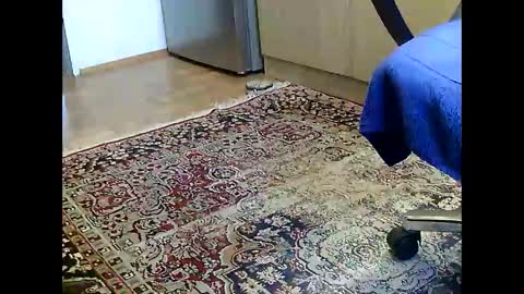 Dammerl online show from 12.05.24