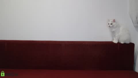 Snapshot of daniel_padalecki chatting on 11.17.25 Daniel online show from 11.17.25