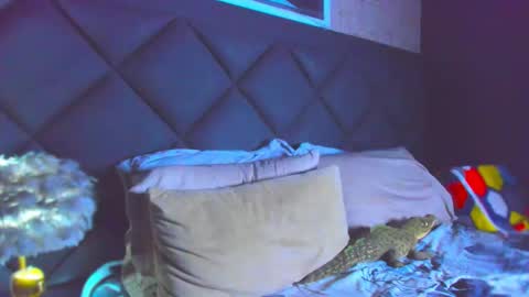 Dany online show from 11.28.25