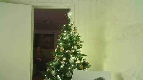 Snapshot of dartanjanas chatting on 01.03.25 Dario online show from 01.03.25