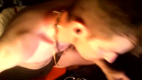 dogchain4444149311 online show from 06.12.26