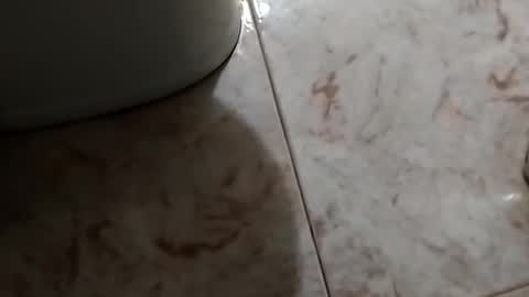 dthedog12 online show from 10.30.25