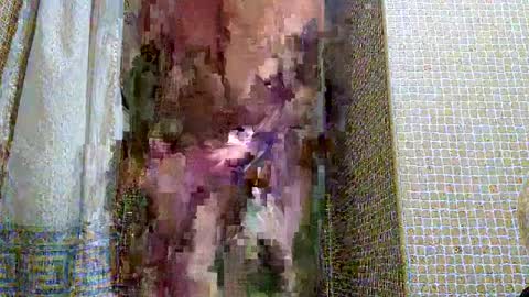 dublindub12 online show from 03.02.25