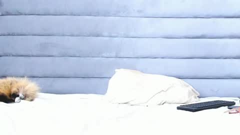 elaisaprincess online show from 02.11.25