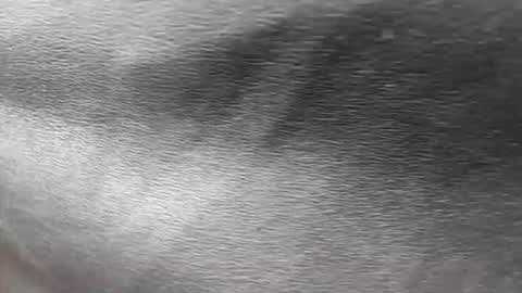 Snapshot of ethan_anavrin chatting on 11.30.25 greetings sergi online show from 11.30.25