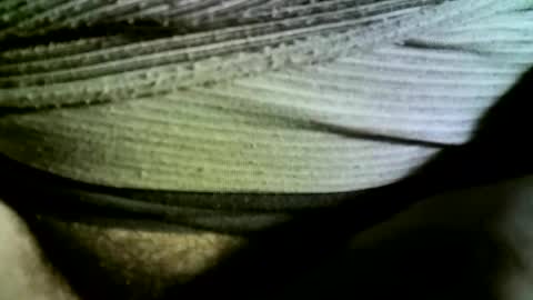 felicaste online show from 02.14.25