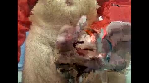 Snapshot of flippe64 chatting on 02.05.25 flippe64 online show from 02.05.25