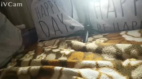 gatodes6116291 online show from 10.30.25