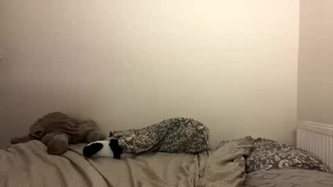 Snapshot of ghostpetal chatting on 10.29.25 ghostpetal online show from 10.29.25