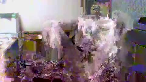 giann005 online show from 03.24.26