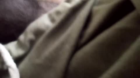 Arab Pronstar online show from 01.05.25