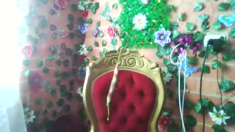 Snapshot of han_deus chatting on 12.25.24 HANMy Dears make sure to follow me here create a FREE account if you dont have one and chat thank you. online show from 12.25.24