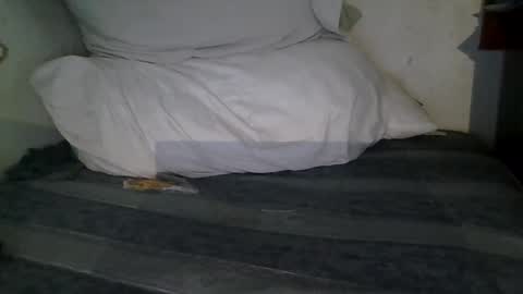 harry1cannary online show from 01.13.26