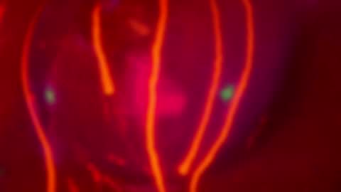 Alina online show from 04.29.26