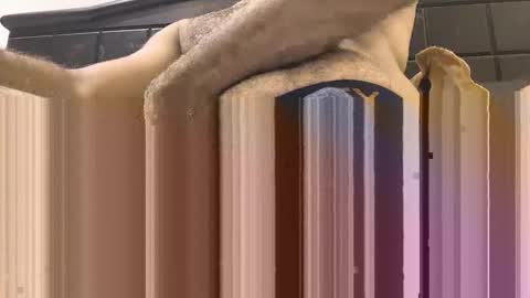 Snapshot of hornyboy_01z chatting on 09.11.25 hornyboy_01z online show from 09.11.25